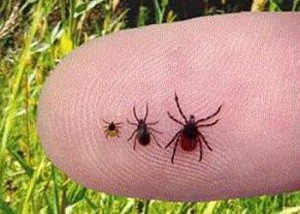 Ticks