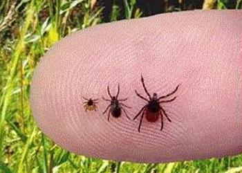 Mum, I’ve got an insect IN my leg…. Why West London ticks might not be much fun